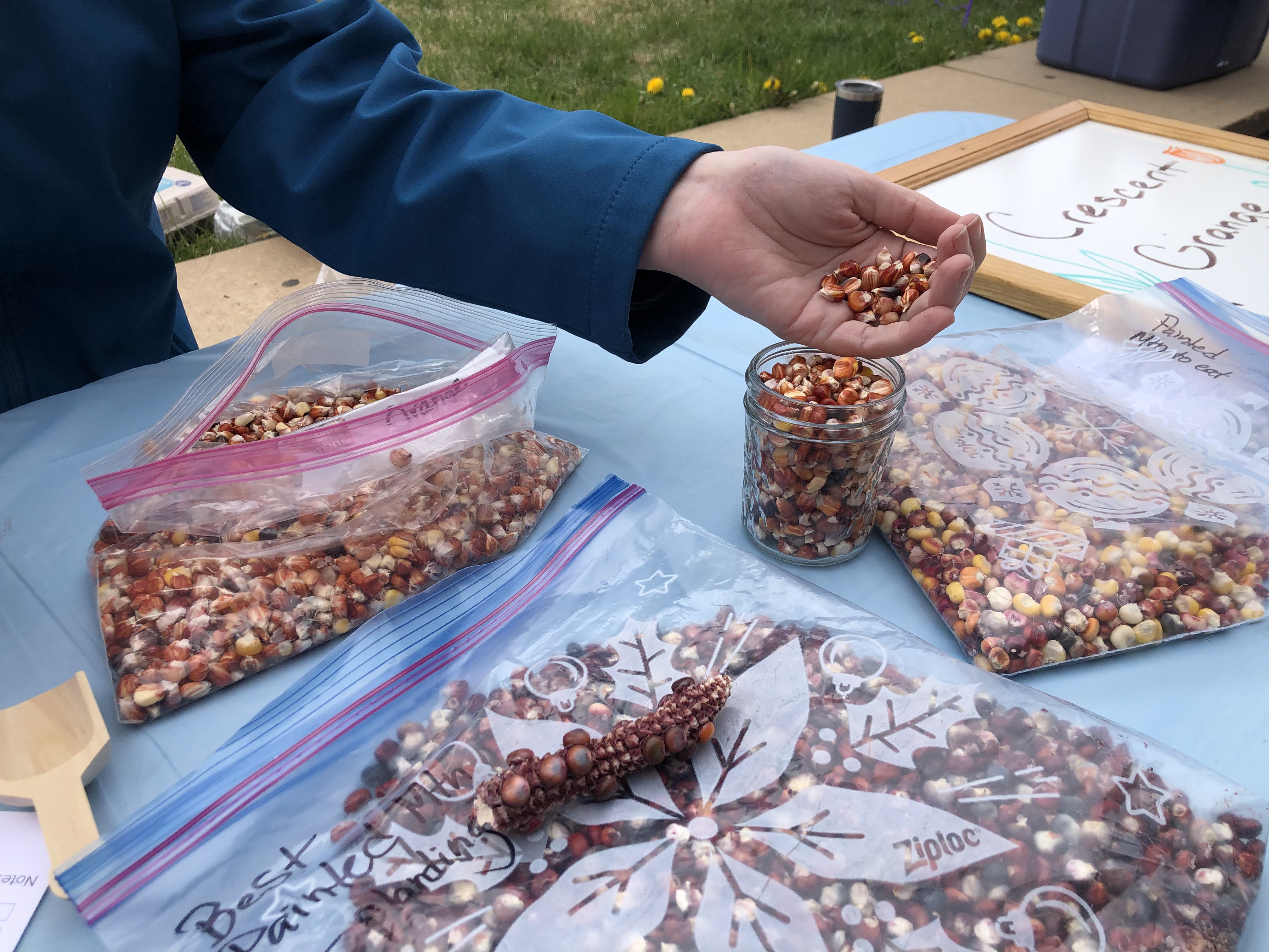 a hand holds native corn kernels above a jar filled with corn kernels. Additional bags of dried corn kernels are visible in the foreground