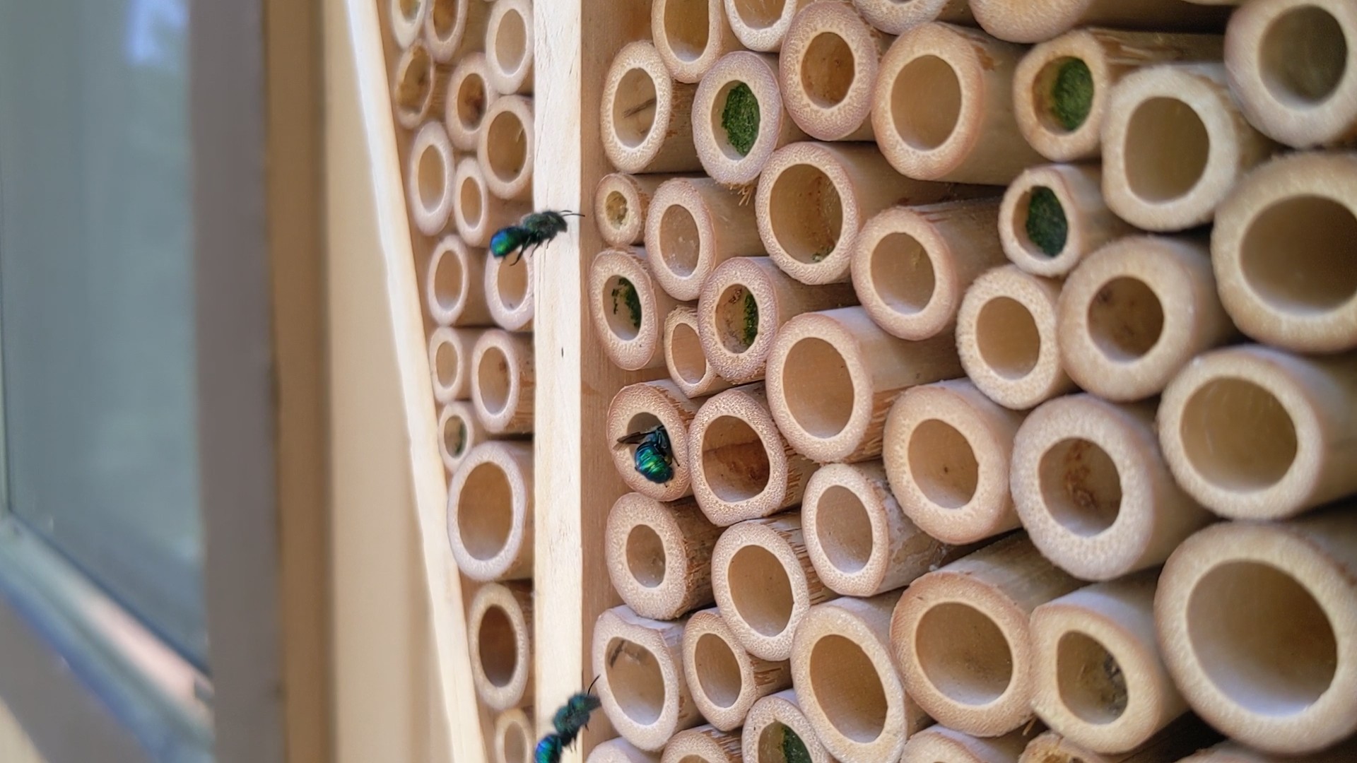 Native bee nesting house with active mason bees.