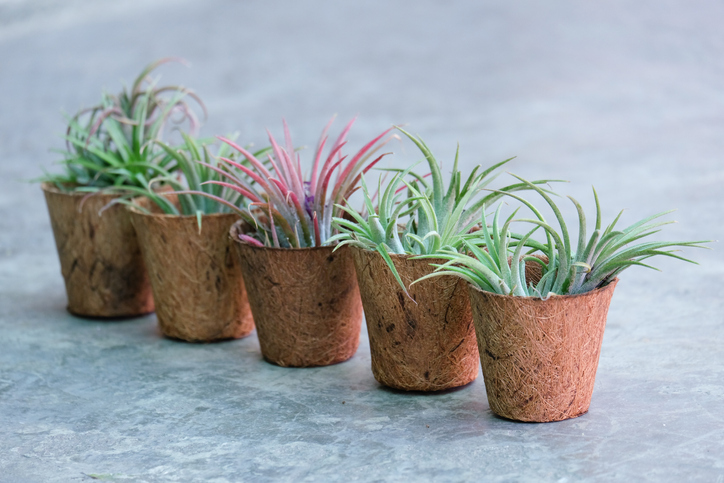 Air plants in biodegradable planters