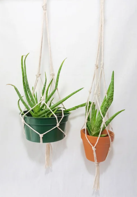 Two handmade macrame plant hangers with small potted plants hanging against a white background