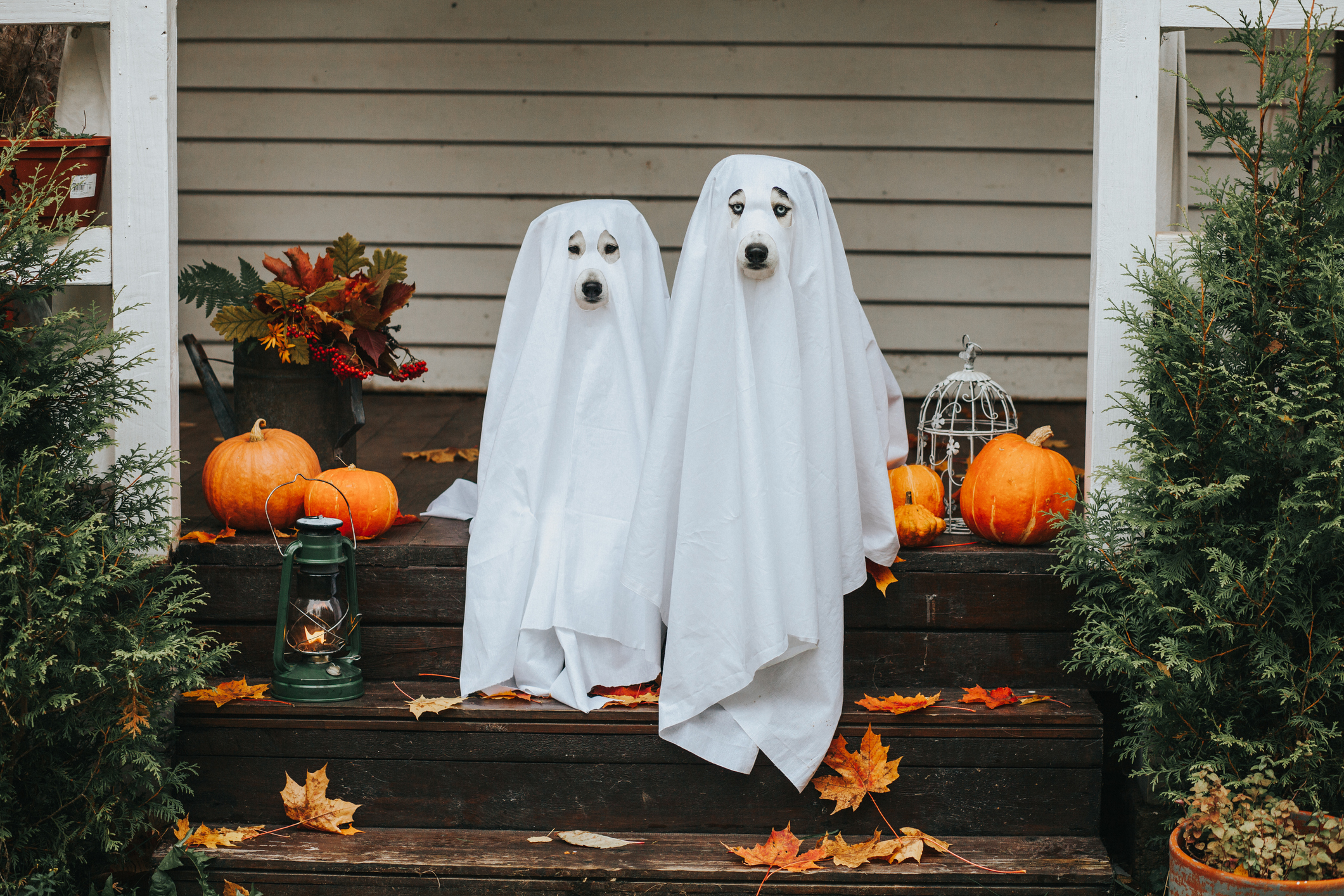 two dogs in ghost costumes