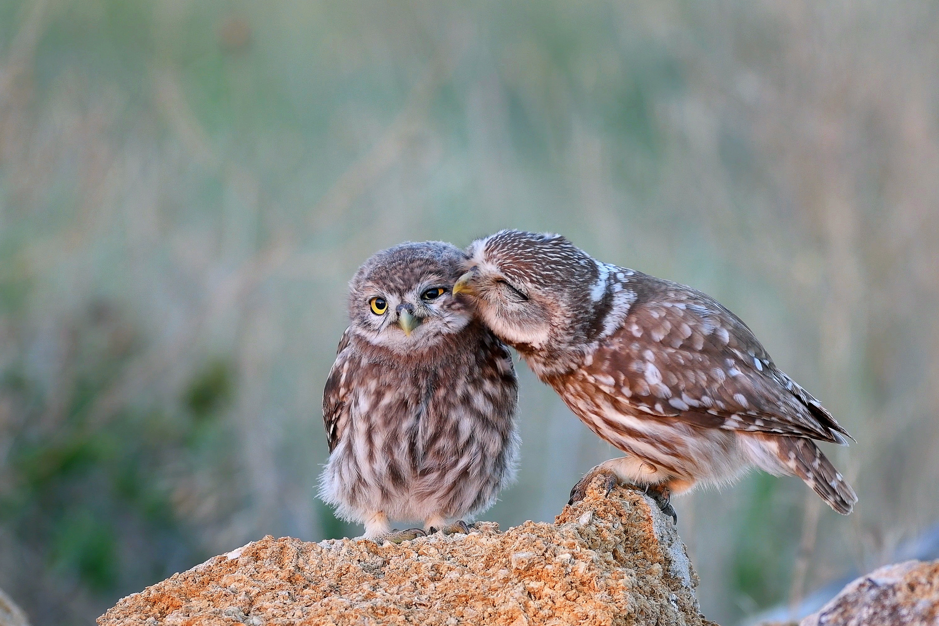 2 owls next to each other.