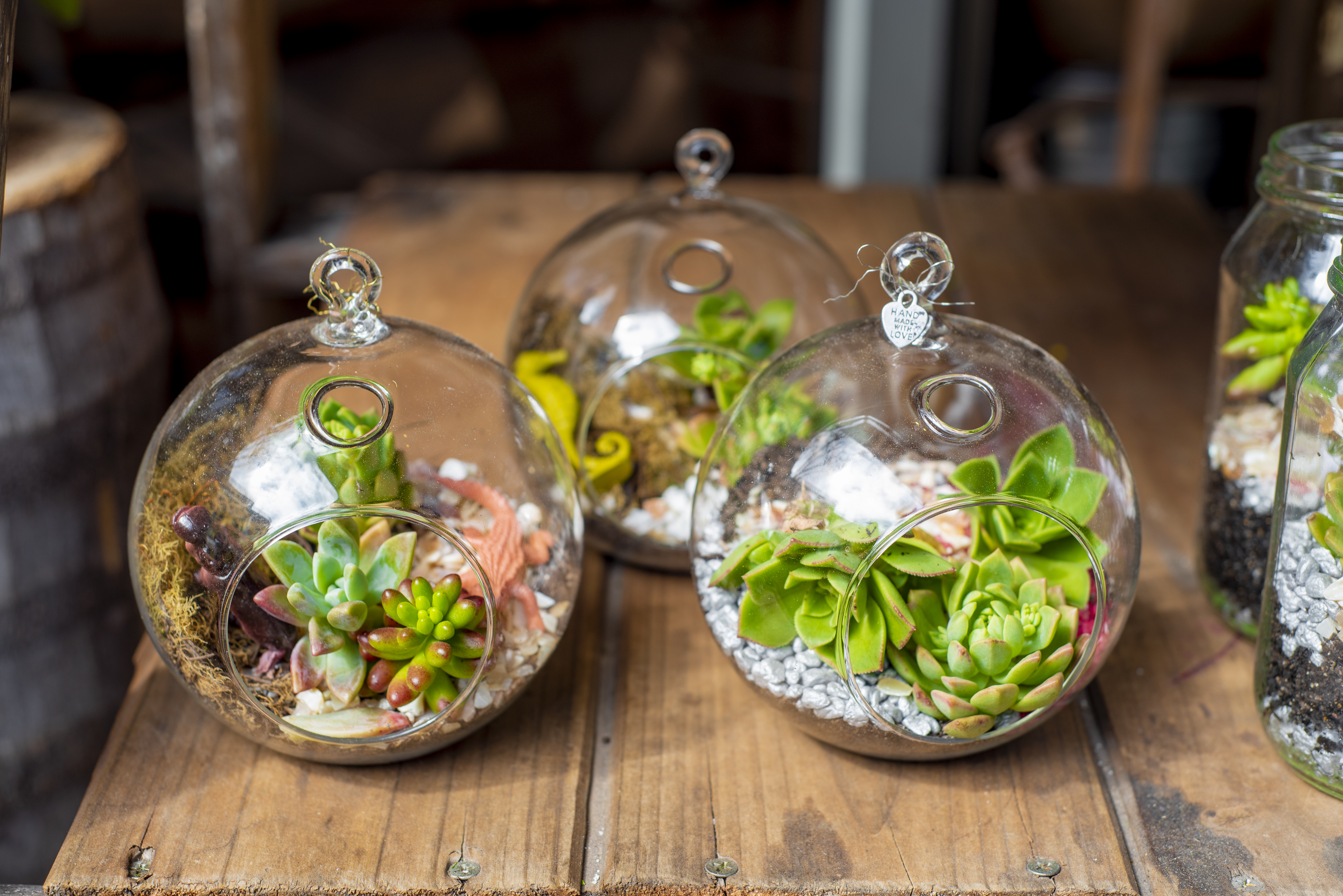 Wooden table with three mini terrariums filled with plants and creatures.