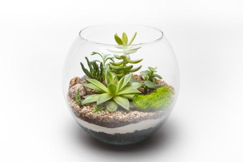 small terrarium white background