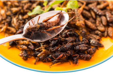Plate of bugs with spoon.