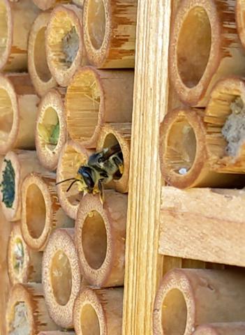 Leaf cutter bee with yellow pollen on its head is coming out of a bamboo tube. 