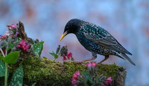 starling sitting on a branch with pink flowers