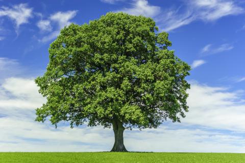 Tree with full green leaves in forefront with blue sky in background