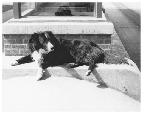black and white photo of Shep the turnpike dog