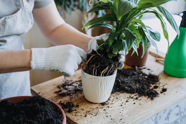 Repotting plant